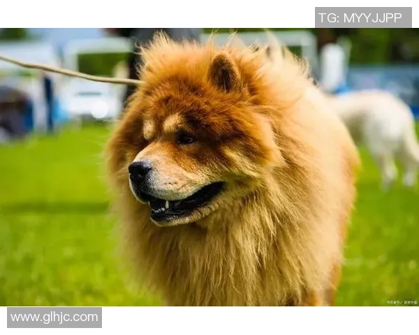 金毛发型最帅的足球球星盘点 谁才是球场上的金发男神